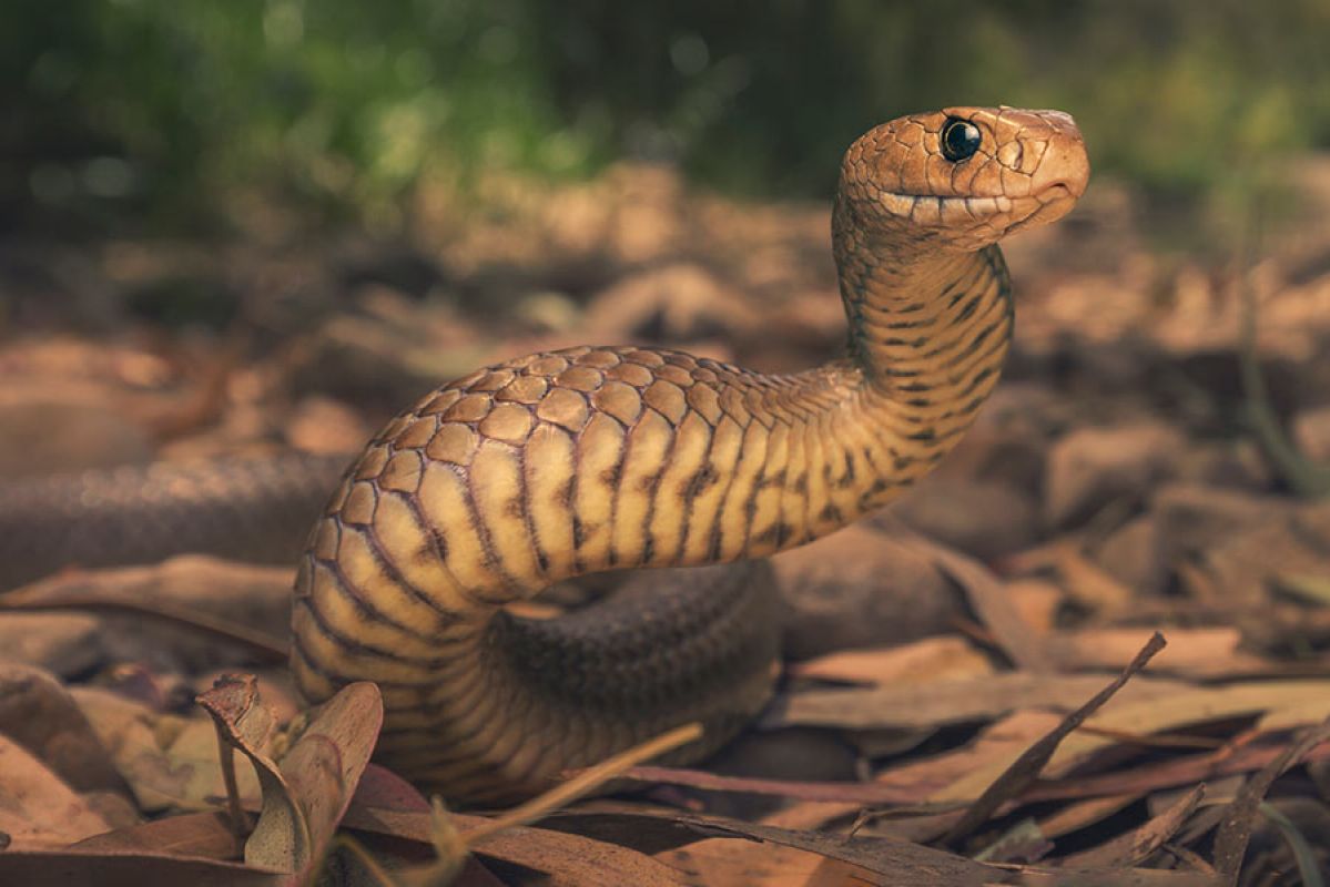 Eastern brown snake Australia