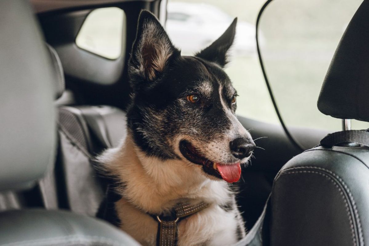 A black and white dog harnessed in the back seat of a car