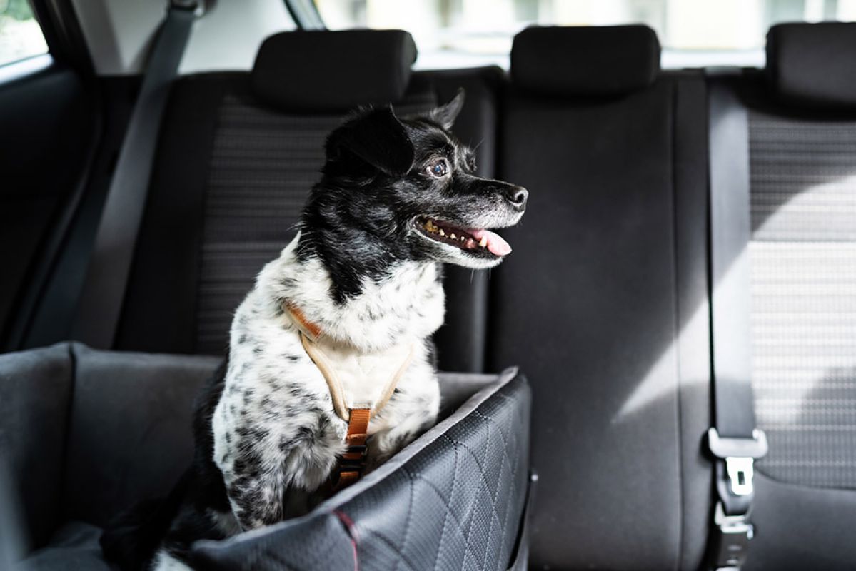 A small black and white terrier wearing a harness while sitting relaxed in a padded, open-roof crate on the back seat of a car