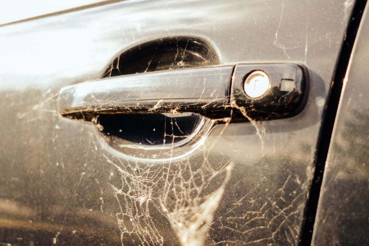 A car door handle covered in thick spider web, indicating a spider may be living in this car