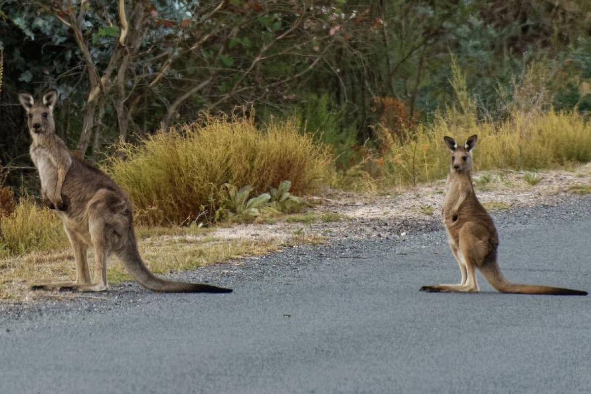 An eastern grey kangaroo and its joey standing on a the edge of a bitumen road. Heavy bush can be seen to the left of the road