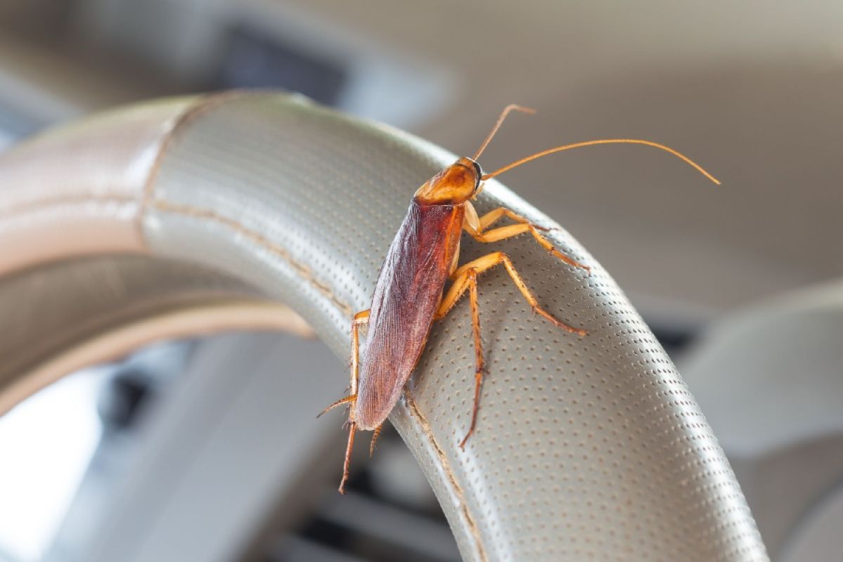 cockroach on car steering wheel