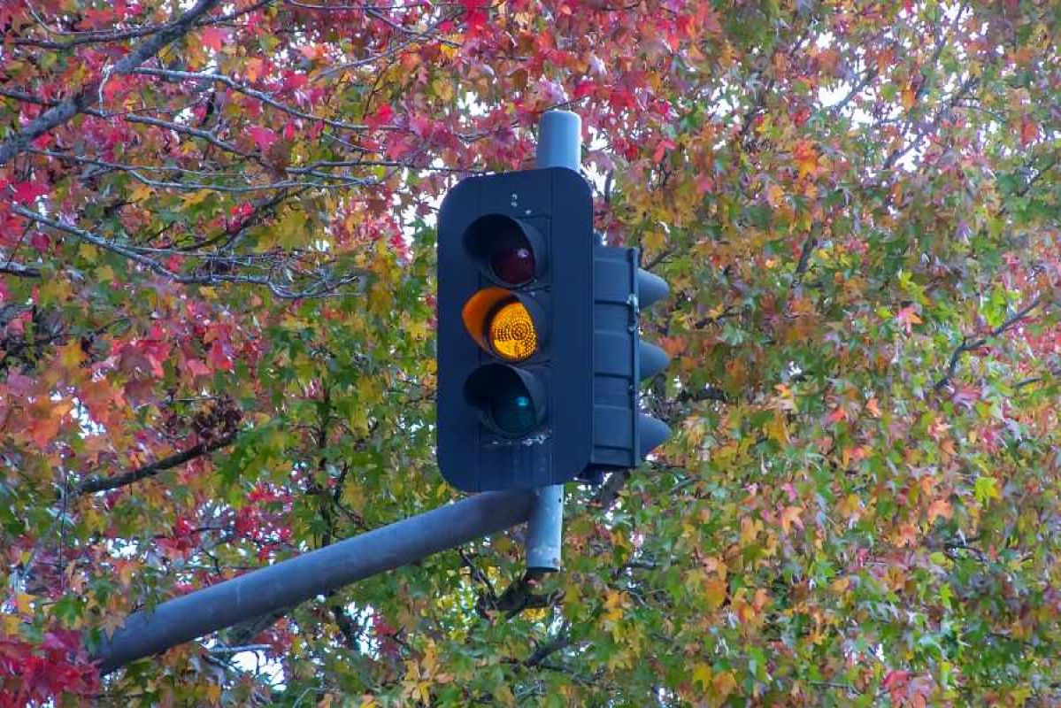 yellow traffic light with a tree in the background