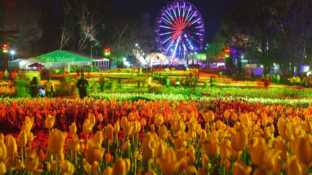 Dozens of people walking through Floriade at night in Canberra. Rows upon rows of tulips in yellows, reds and whites can be seen in the foreground while a white marquee ten and illuminated Ferris Wheel are in the background