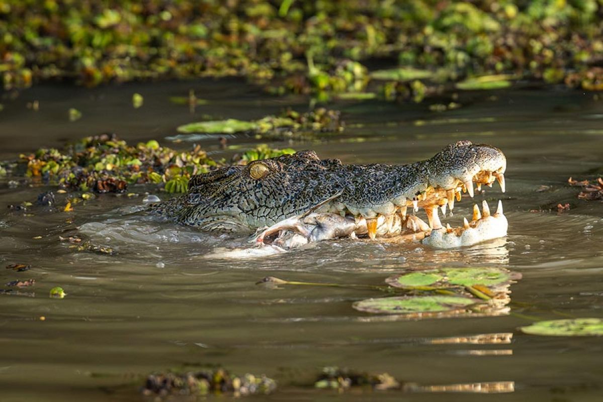 woman standing on hotel balcony looking at tropical beach