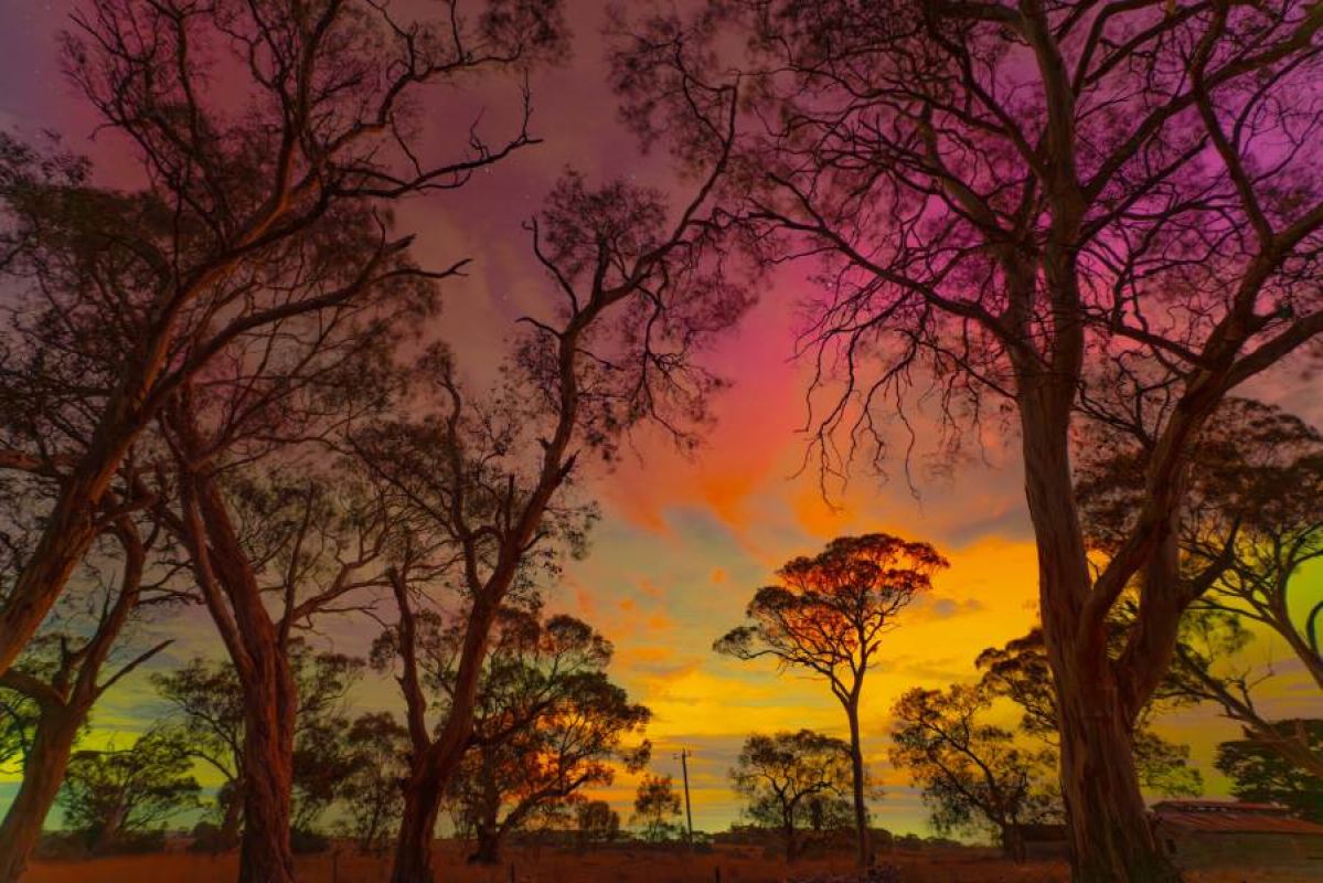 The Aurora Australis in shades of green, yellow, orange and pink as seen through skeletal gum trees at Lethbridge in May, 2024
