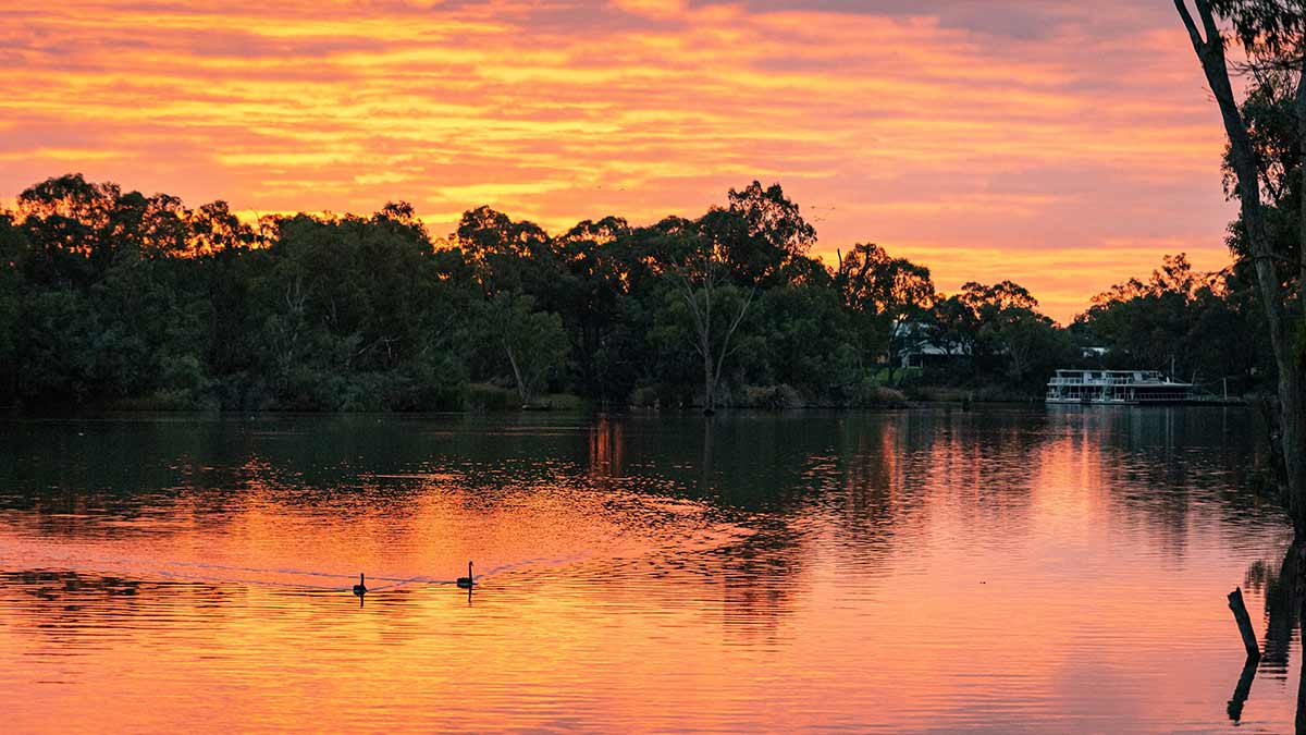 The wide Murray River at sunrise, with swans in foreground and houseboats in background