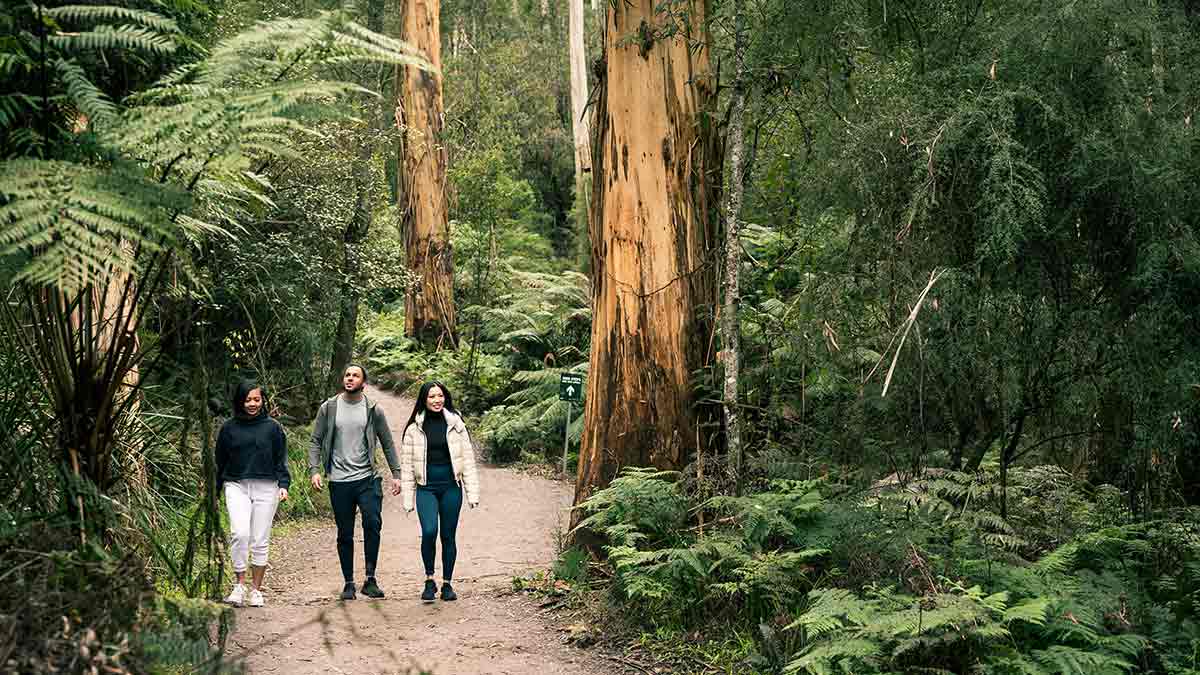 Three people walking along forested 1000 steps Kokoda Track Memorial Walk