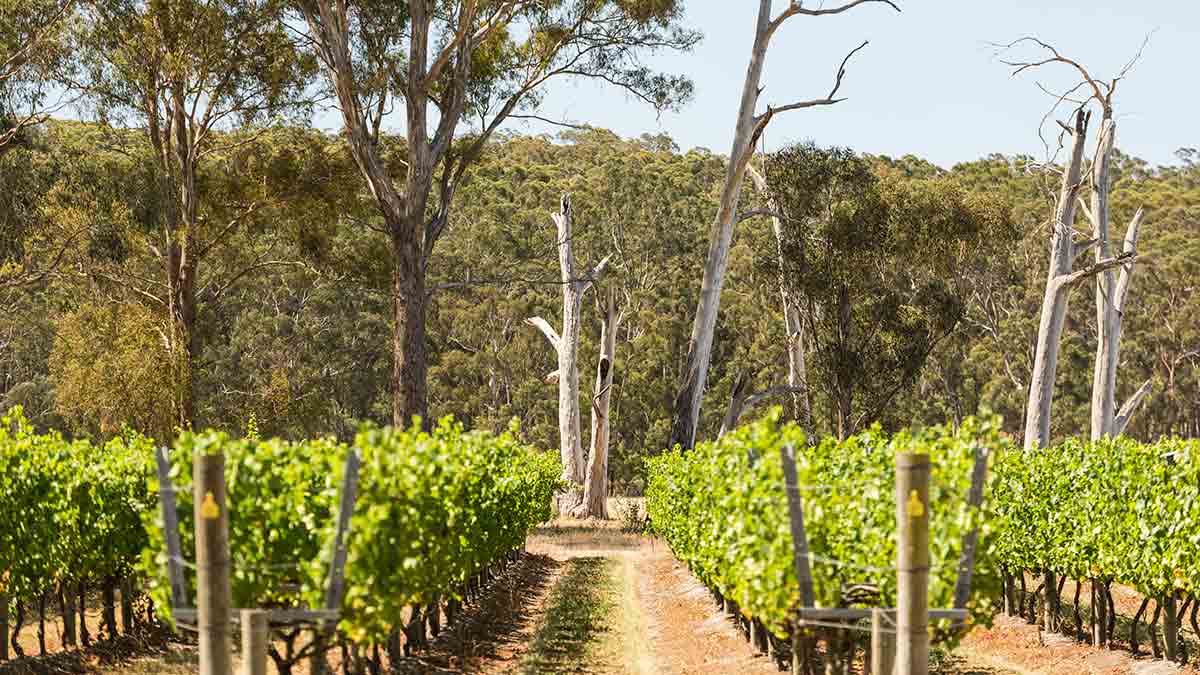 Grape vines and native bush at Narkoojee  winery