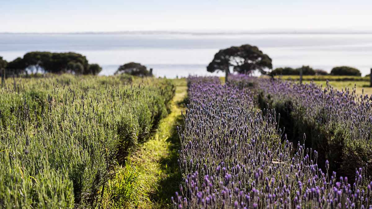 Lavender growing on Churchill Island