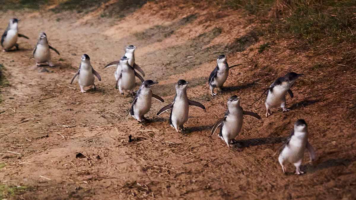 Penguins coming up track from ocean in parade