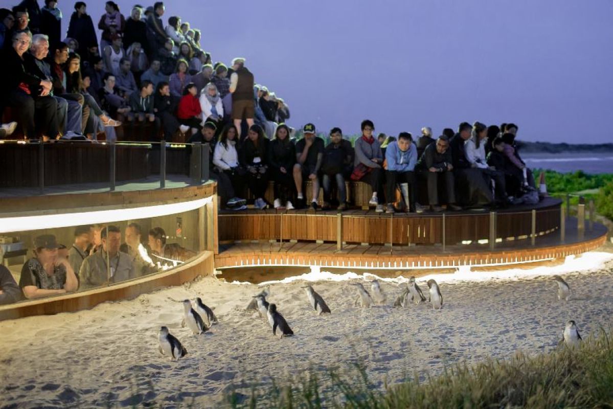 dozens of tourists watch little penguins waddle across sand