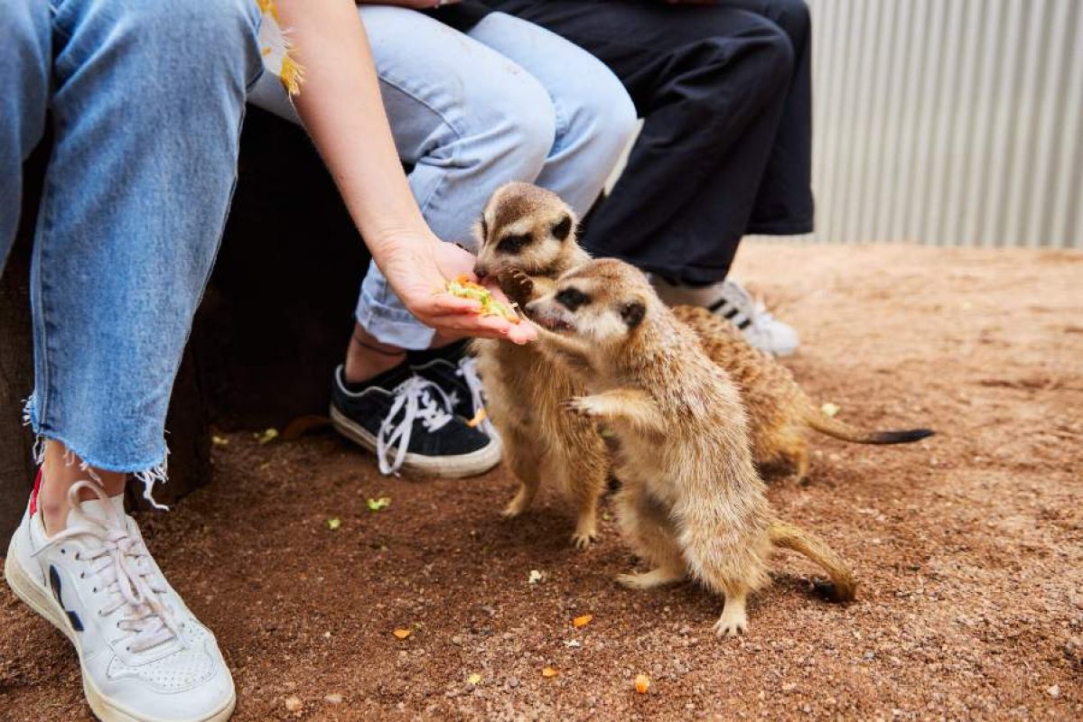 A person hand feeding meerkats at meerkats at Ballarat Wildlife Park