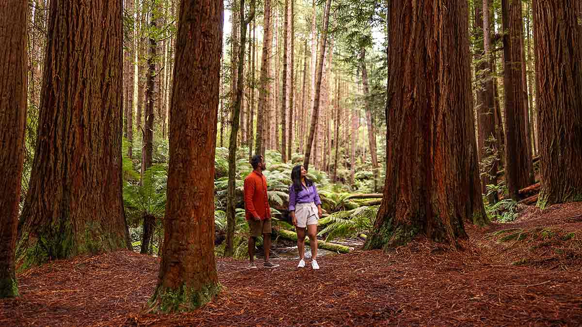 Man and woman walking among tall Californian redwood trees near near Beech Forest
