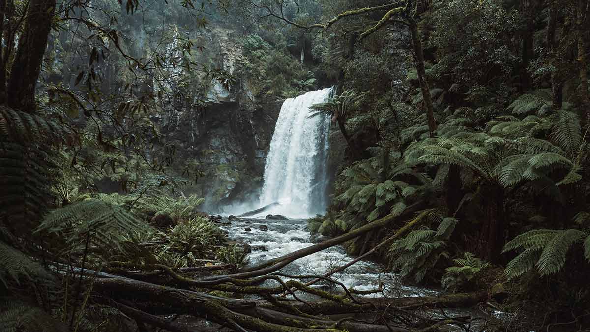 Hopetoun Falls in rainforest with tree ferns in foreground