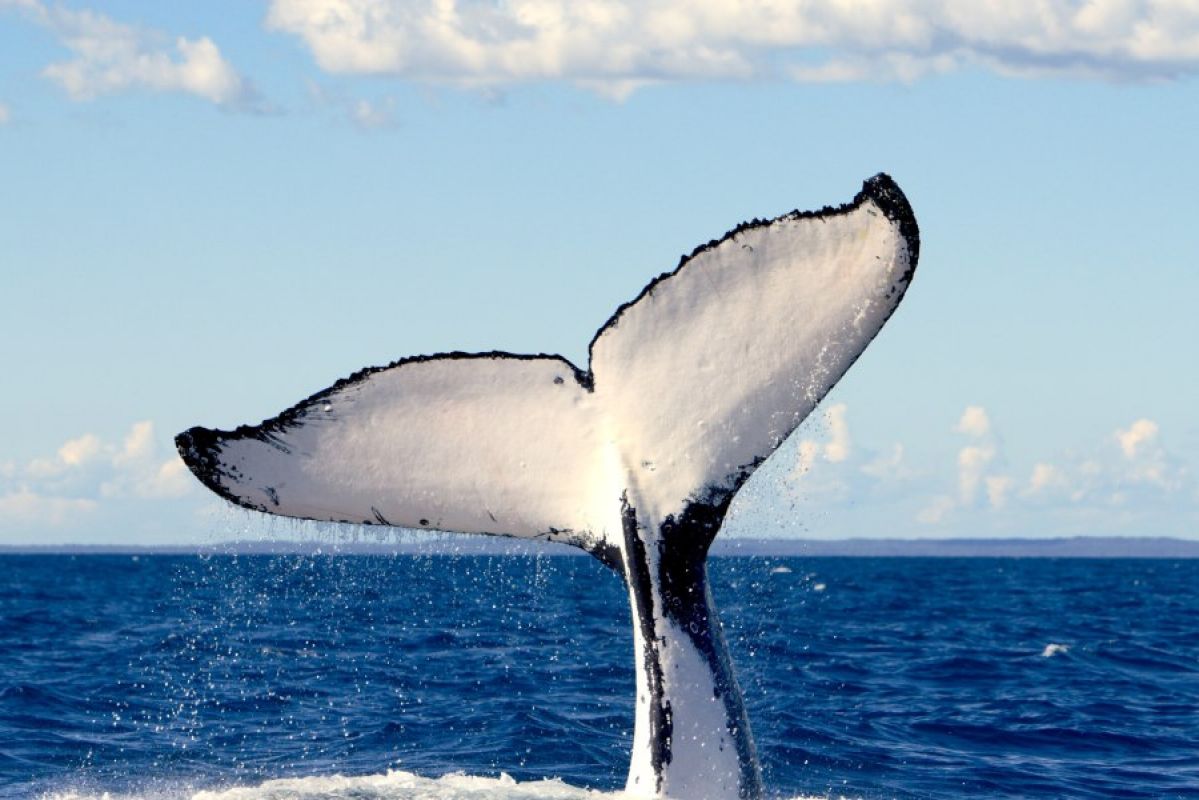 whale tail