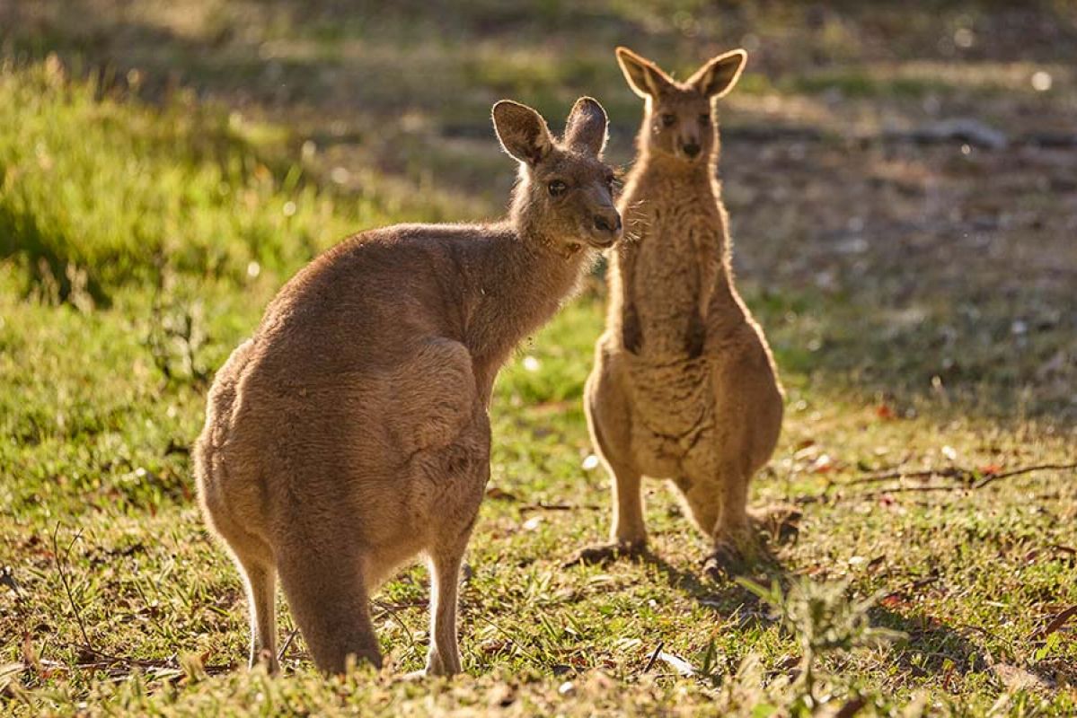Two eastern grey kangaroos in early morning light