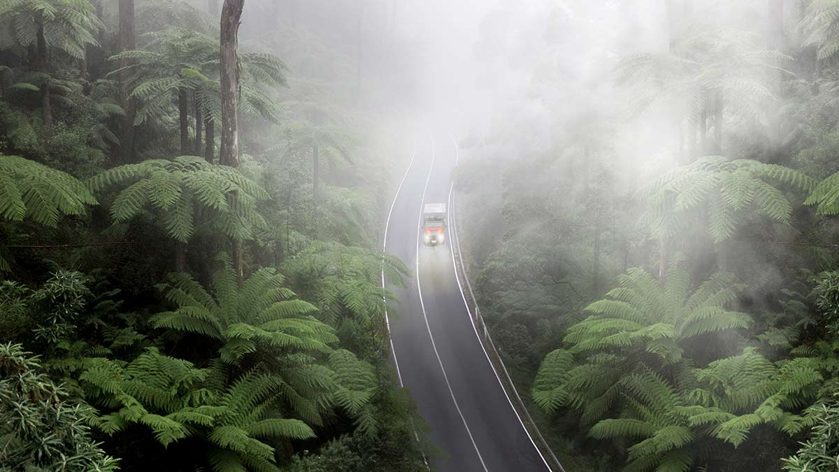 Misty overhead view of car surrounded by tall trees and ferns