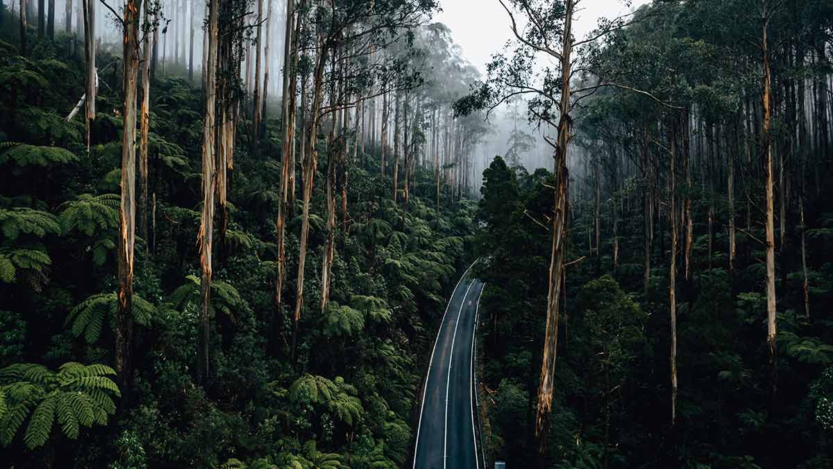 View of road cutting through misty forest with tall trees and tree ferns