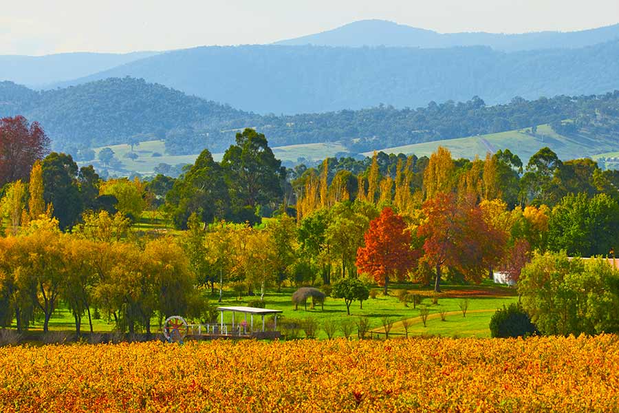 Best places to see autumn leaves in Melbourne and regional Victoria