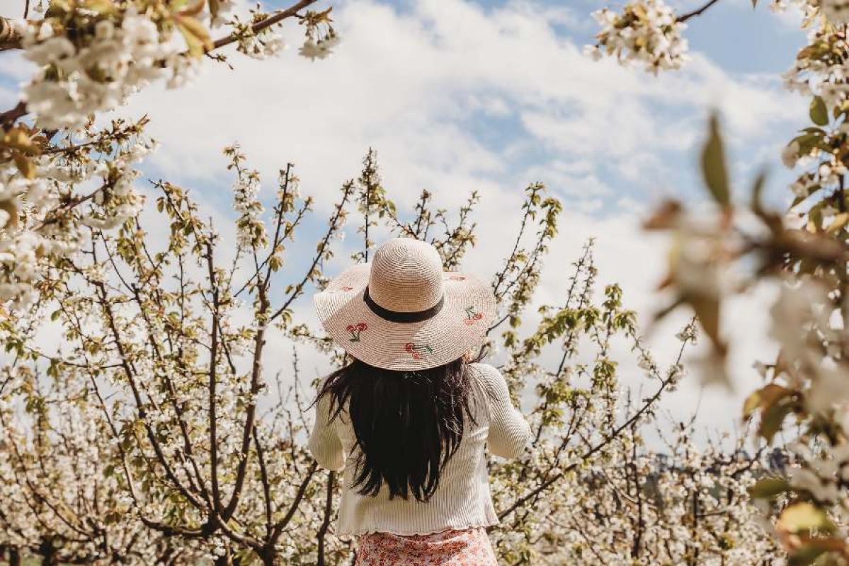 woman in sunhat looking at white cherry blossoms
