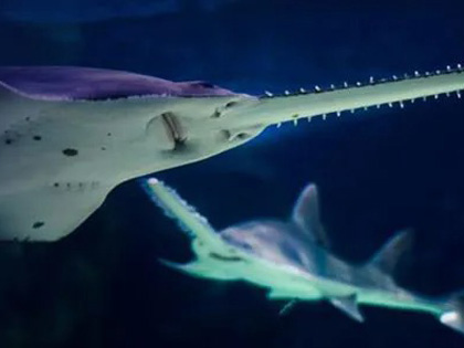 Two sharks swimming in an aquarium