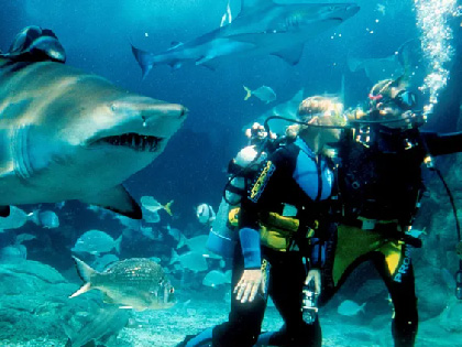 Rwo people diving with the sharks 