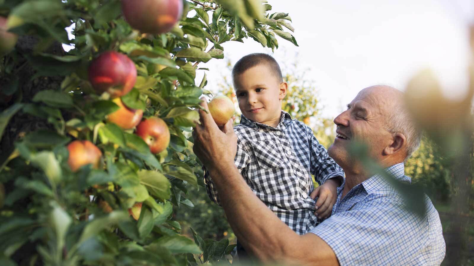 Grandpa and grandson picking apples outside together.