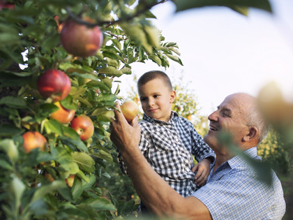 Grandpa and grandson picking apples outside together.