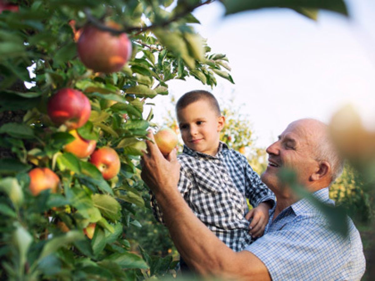 Grandpa and grandson picking apples outside together.
