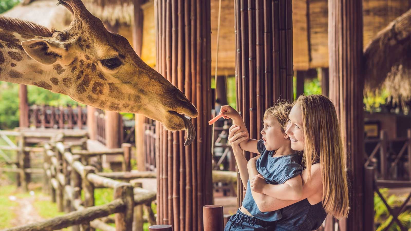 A mother holding child fo feed a girraffe.
