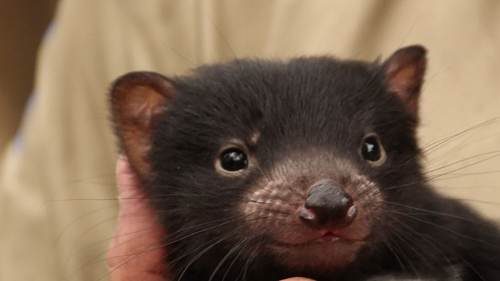 Baby Tasmanian Devil at Ballarat Wildlife Park.