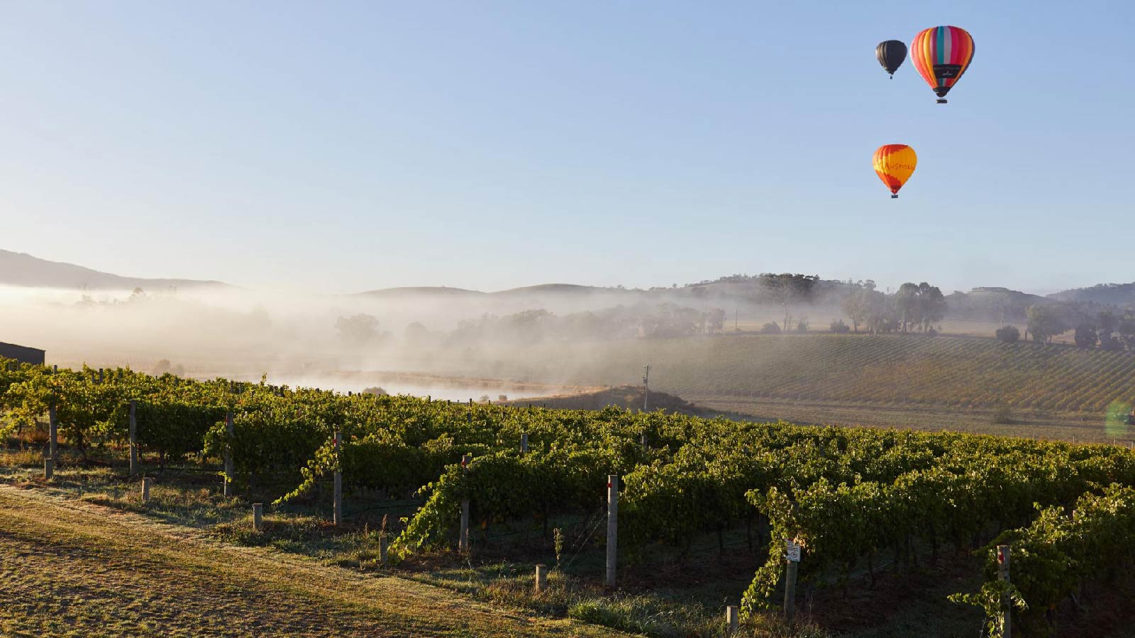 Hot air baloons over a winery. 