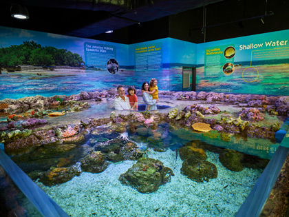 Shallow rock pools on display at Cairns Aquarium.