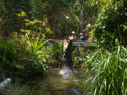 A man feeding a crocodile at Hartley's Crocodile Adventures