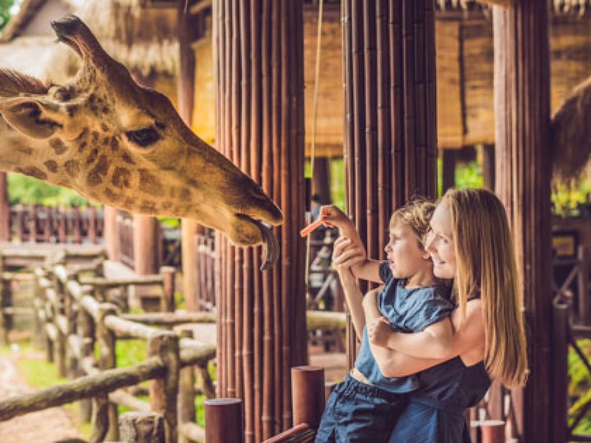 A mother holding child fo feed a girraffe.