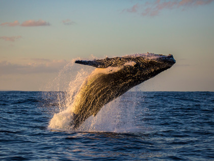 A large whale jumping out of the ocean.