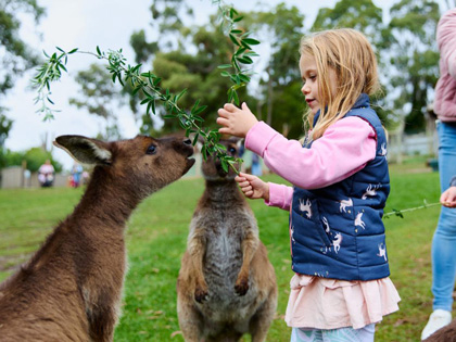 Young girl feeding kangaroos at Ballarat Wildlife Park