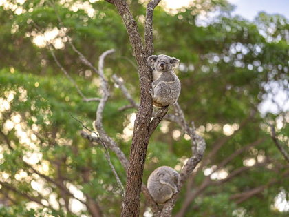 Koalas in a tree at Taronga Zoo