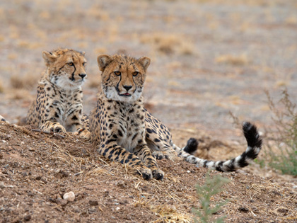 Two big cats lazing in the dirt.