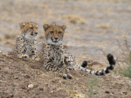 Leopards at Monarto Safari Park