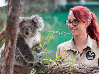 A keep with a koala at the Moonlit Sanctuary, Mornington Peninsula.