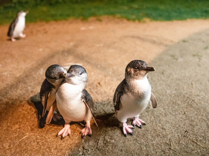 Peguins togetheront Phillip Island