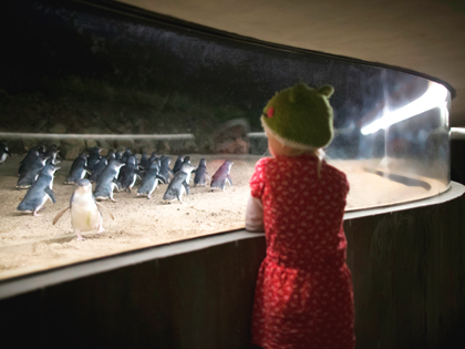 Penguins in their underground enclosure with a child in a red dress watching them.