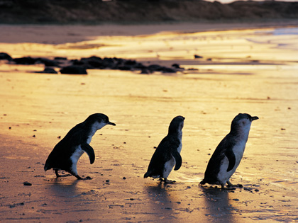 A trio of penguins walking to the water at Phillip Island Nature Park.