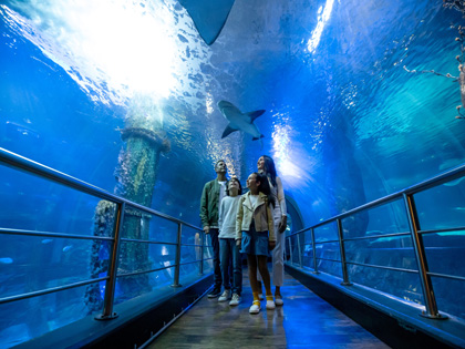 A family of four standing in the underwater tunnel with a shark swimming overhead.