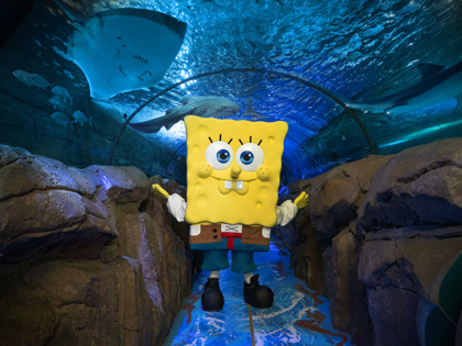 Spongebob Squarepants at the Aquarium