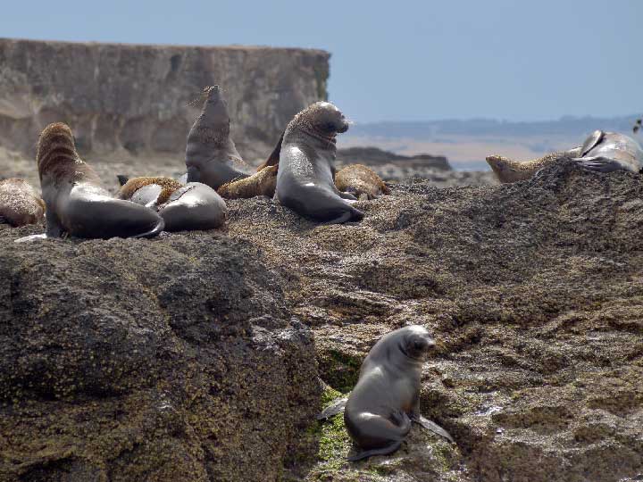 Several seals lazily bathing on some rocks in the sun