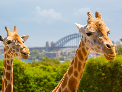 Two giraffes at Taronga Zoo with a view of the Sydney Harbor Bridge.