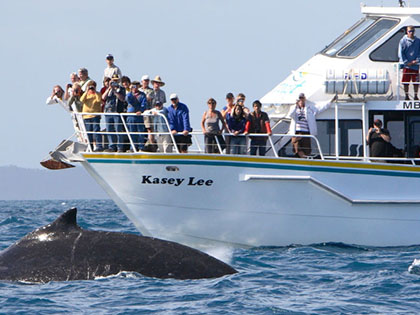 Cruise boat with people on deck watching whale in the water.